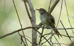 Limnoctites sulphuriferus