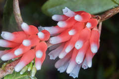 Satyria warszewiczii