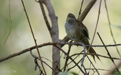 Limnoctites sulphuriferus