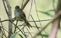 Limnoctites sulphuriferus