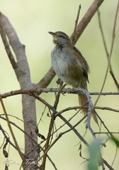 Limnoctites sulphuriferus