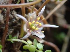 Ranunculus limosella