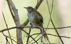 Limnoctites sulphuriferus