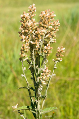 Pterocaulon balansae