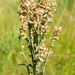 Pterocaulon balansae - Photo (c) Guillermo Menéndez, some rights reserved (CC BY-NC), uploaded by Guillermo Menéndez