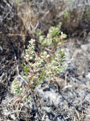 Lepidium oxycarpum