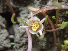 Ranunculus limosella