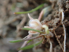 Ranunculus limosella
