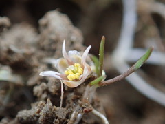 Ranunculus limosella