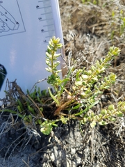 Lepidium oxycarpum