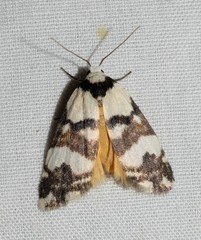 Thallarcha albicollis