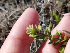 Lepidium oxycarpum