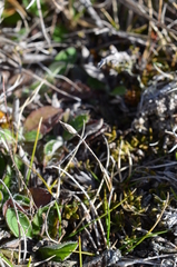 Rytidosperma exiguum