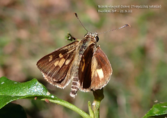Trapezites petalia