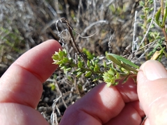 Lepidium oxycarpum