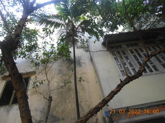 Pinanga