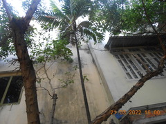 Pinanga