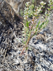 Lepidium oxycarpum
