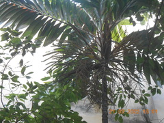 Pinanga