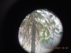 Pinanga