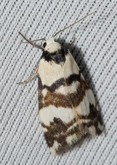 Thallarcha albicollis