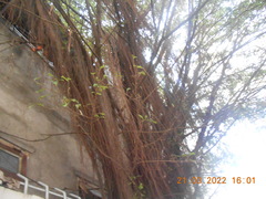 Ficus microcarpa