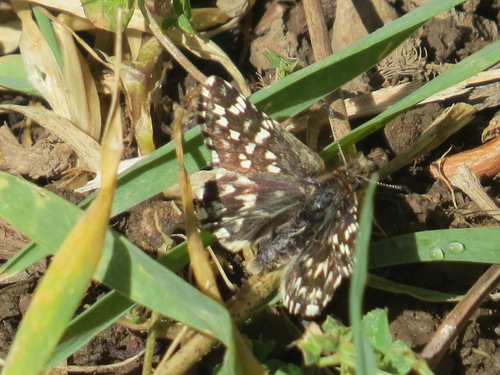 Two-banded Checkered-Skipper photo 6