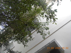 Ficus microcarpa