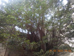 Ficus microcarpa