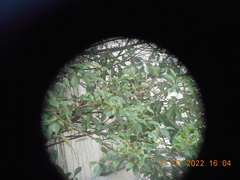 Ficus microcarpa