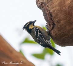 Machlolophus aplonotus