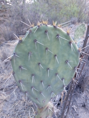 Opuntia rastrera