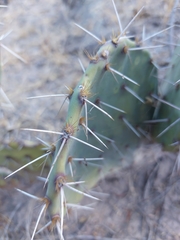 Opuntia rastrera