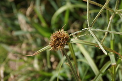 Cyperus planifolius