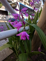 Bletilla striata