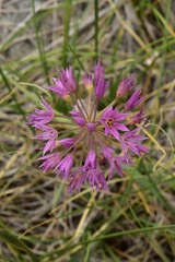 Allium campanulatum