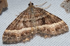 Chrysolarentia vicissata
