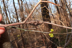 Neolasioptera linderae