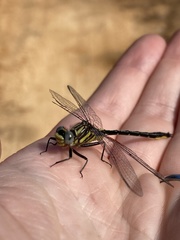 Phanogomphus westfalli