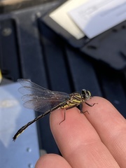 Phanogomphus westfalli