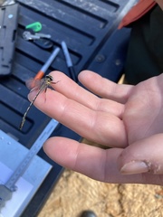 Phanogomphus westfalli