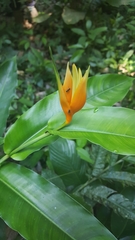 Heliconia aurantiaca