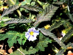Solanum campechiense