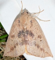 Mnesampela heliochrysa