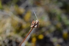 Luzula ulophylla