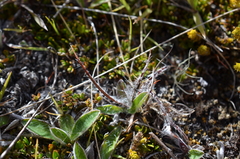 Luzula ulophylla