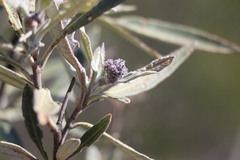 Eriodictyon trichocalyx lanatum