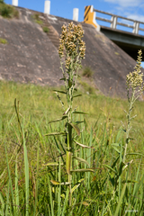 Pterocaulon balansae