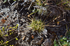 Poa maniototo