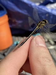 Phanogomphus hodgesi